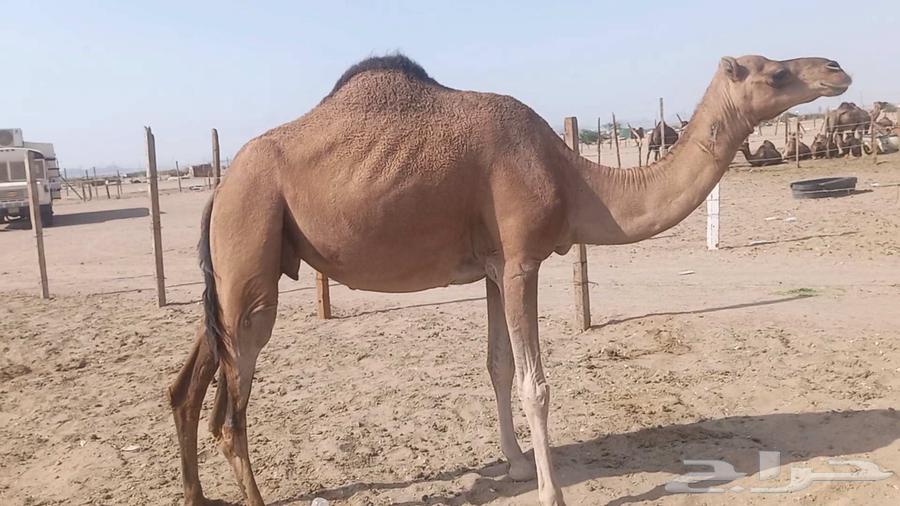 ناقه على ضراب سنها سدس64561107194881114