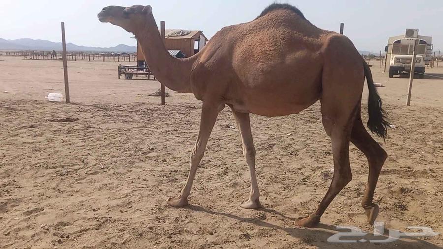 ناقه على ضراب سنها سدس64561107194881111