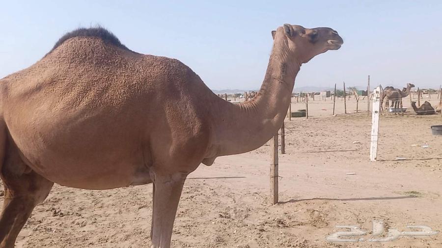 ناقه على ضراب سنها سدس64561107194881112