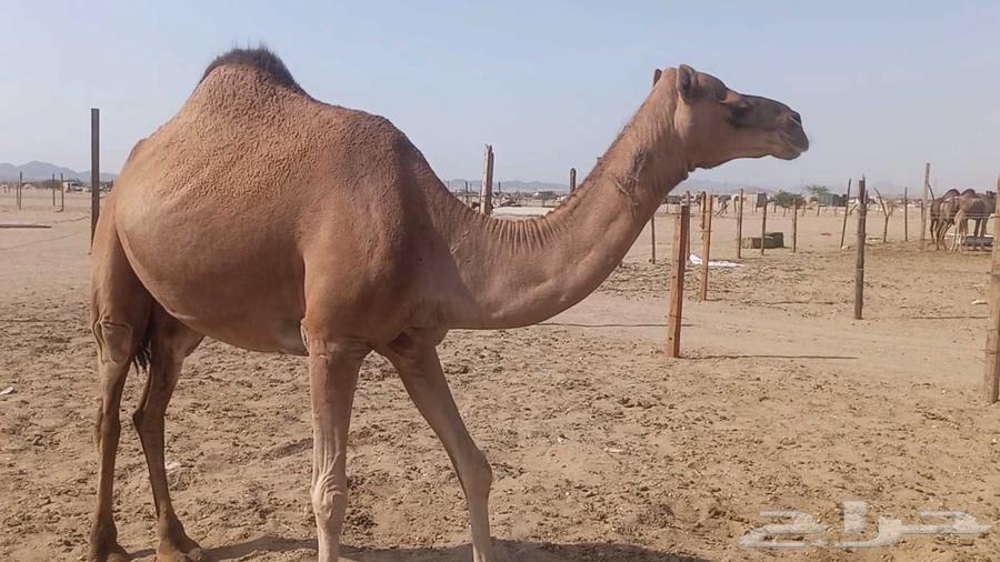 ناقه على ضراب سنها سدس64561107194881110