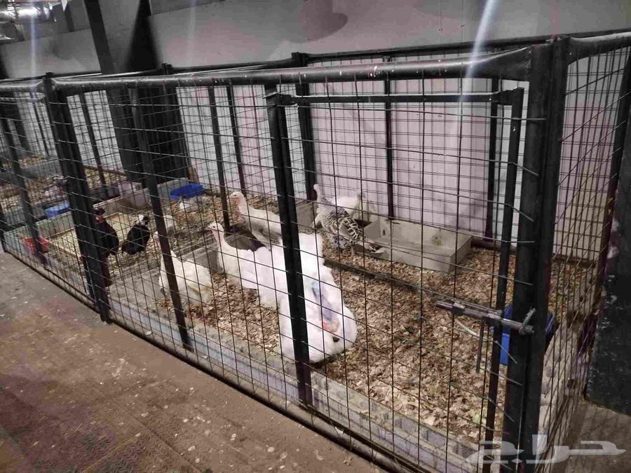 للبيع حضائر او حواجز او فواصل للحيوانات64554970092163110