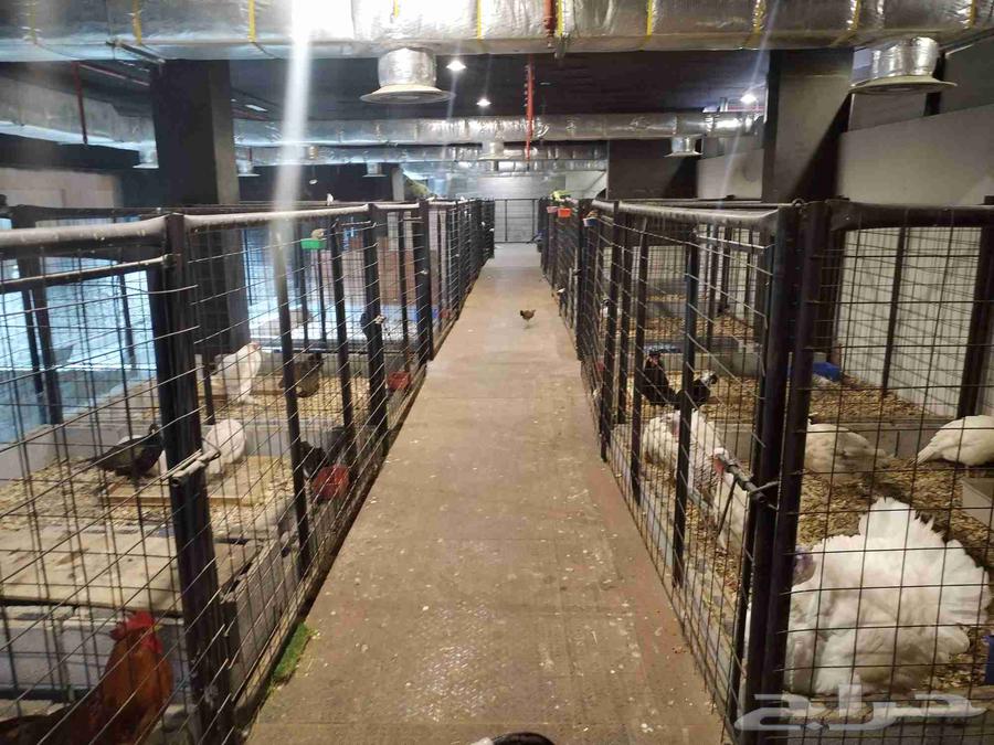 للبيع حضائر او حواجز او فواصل للحيوانات64554970092163111