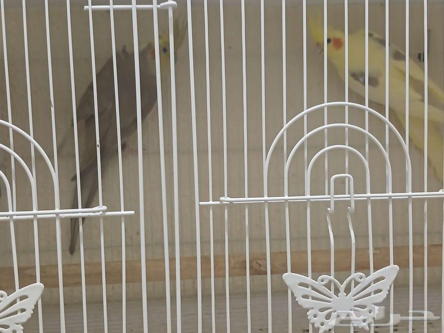 اجواز كروان64559645800323112