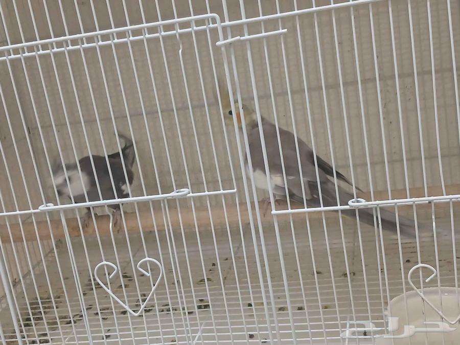 اجواز كروان64559645800323111