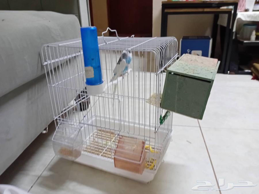 طير الحب للبيع ذكر64558211421569110