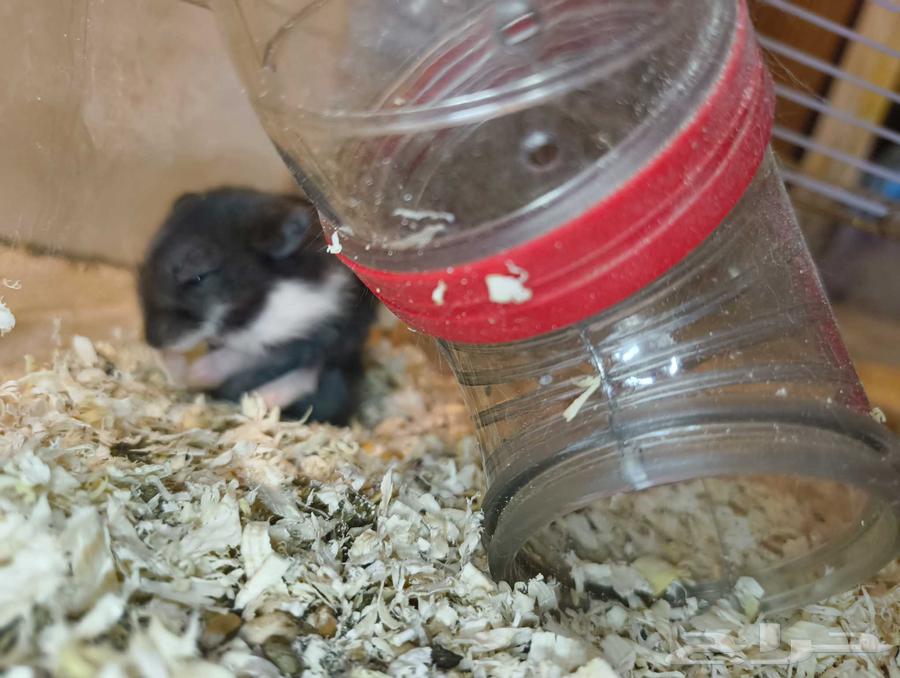 هامستر روسي للبيع64560698478595114