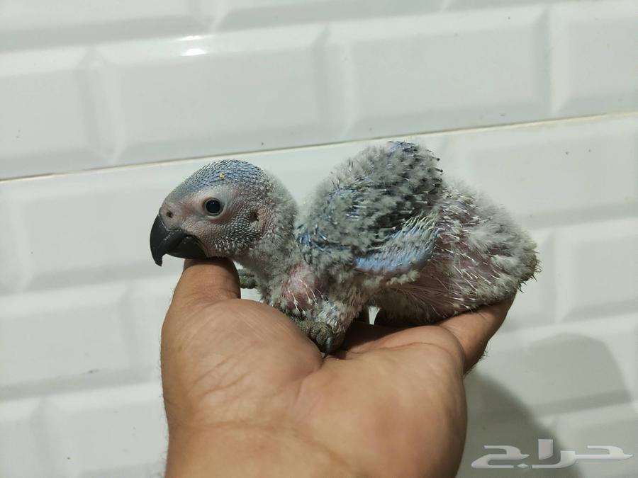 Local production Casco64562361785602110