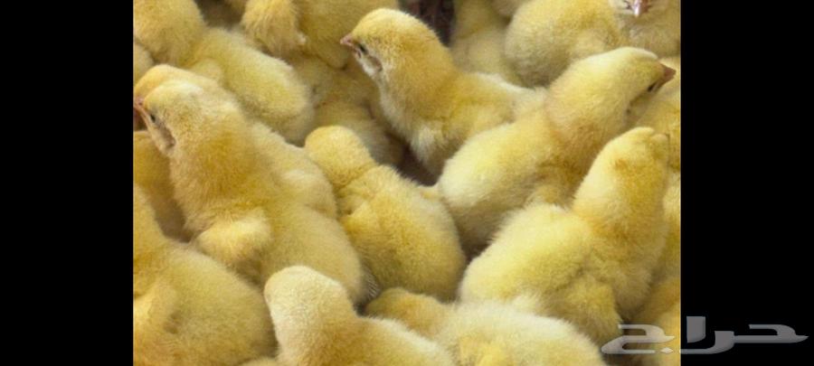 Beef sauce for sale 308 first grade quantity 1000 adds price 4 riyals age 24 hours64561404001025111