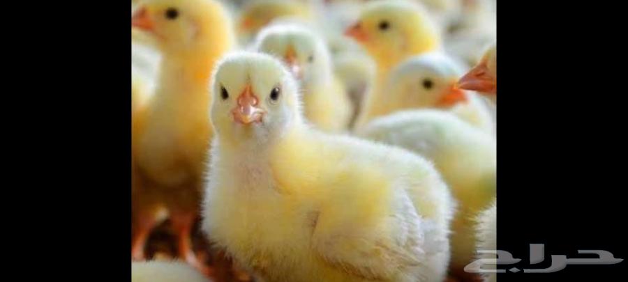 Beef sauce for sale 308 first grade quantity 1000 adds price 4 riyals age 24 hours64561404001025110