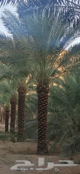 نخيل واشنطونيا زينه للبيع ونخيل عربي64561277507458112