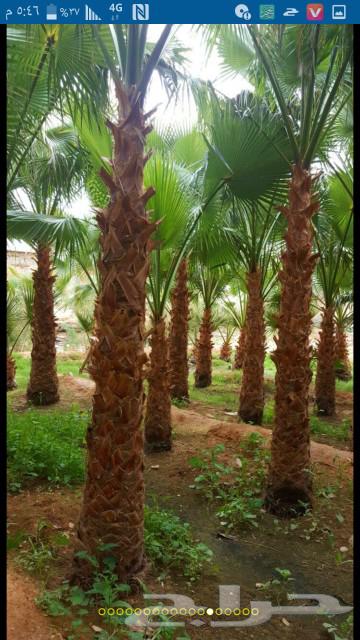 نخيل واشنطونيا زينه للبيع ونخيل عربي64561277507458114