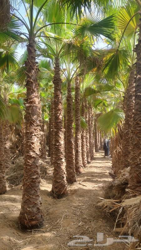 نخيل واشنطونيا زينه للبيع ونخيل عربي64561277507458113