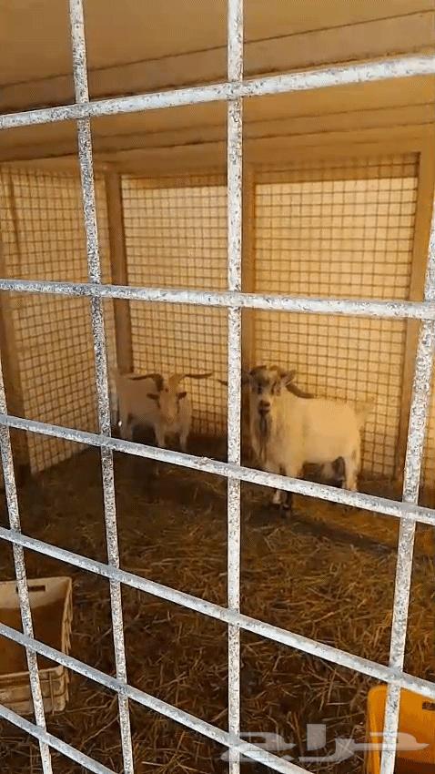 تيوس عدد 3 للبيع64560642358915111