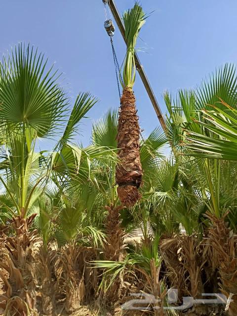 نخيل واشنطونيا زينه للبيع ونخيل عربي64561277507458110