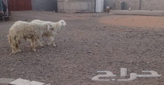 الطليان. حبصه. 9شهور. جبره ونظيفه64554342807169110