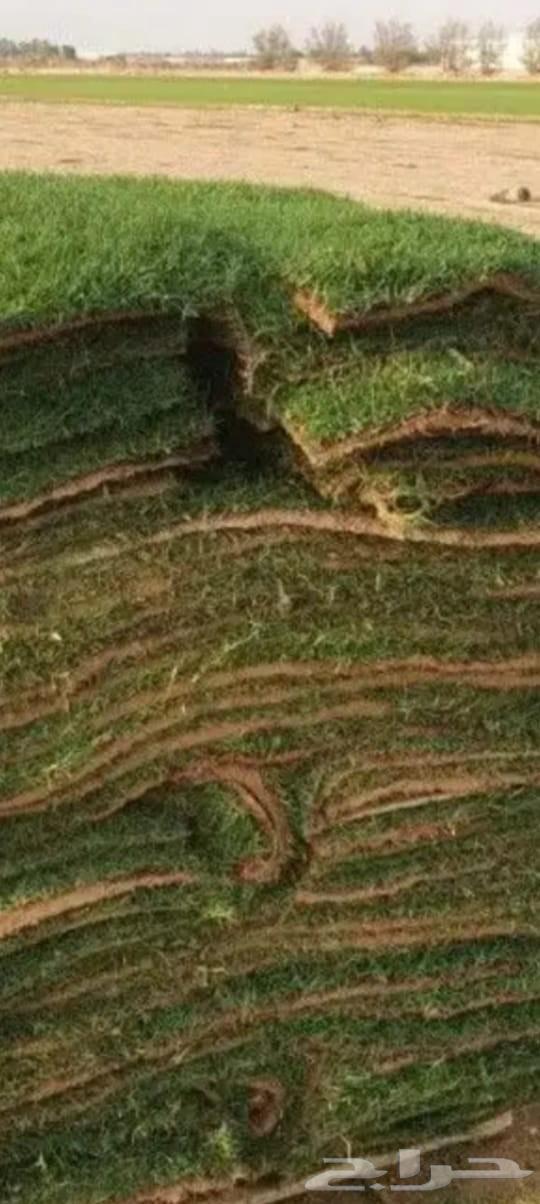 النجيلة اخضر صافي64561432623361113