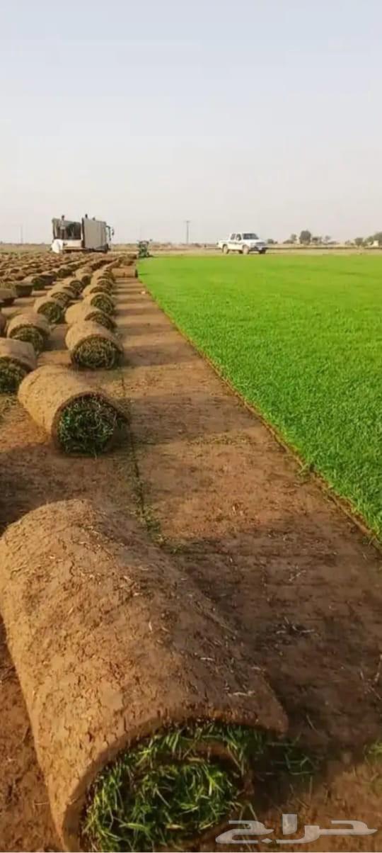 النجيلة اخضر صافي64561432623361112