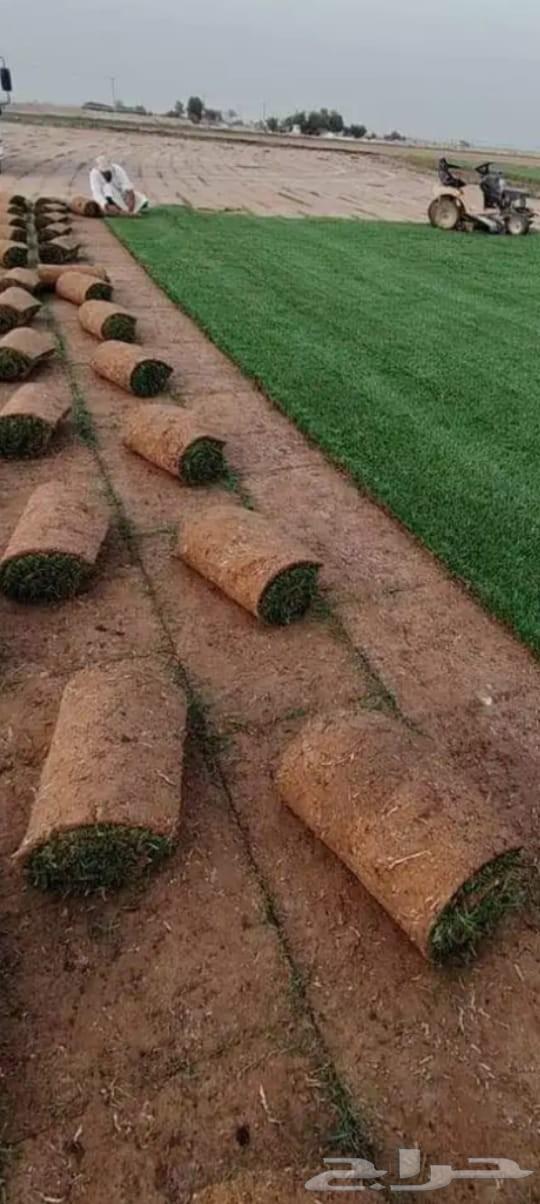 النجيلة اخضر صافي64561432623361110