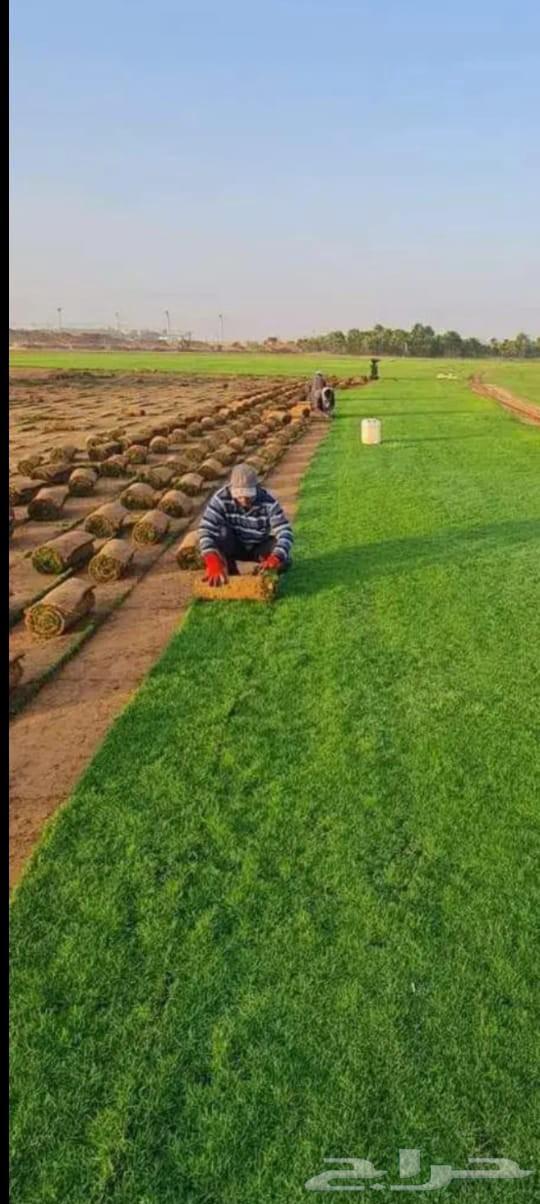 النجيلة اخضر صافي64561432623361114