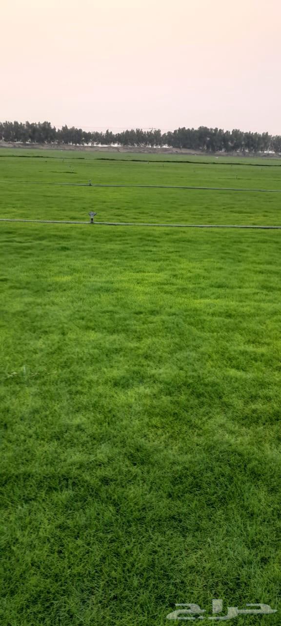 نجيله طبيعيc2000 ثيل طبيعي64554259015298112