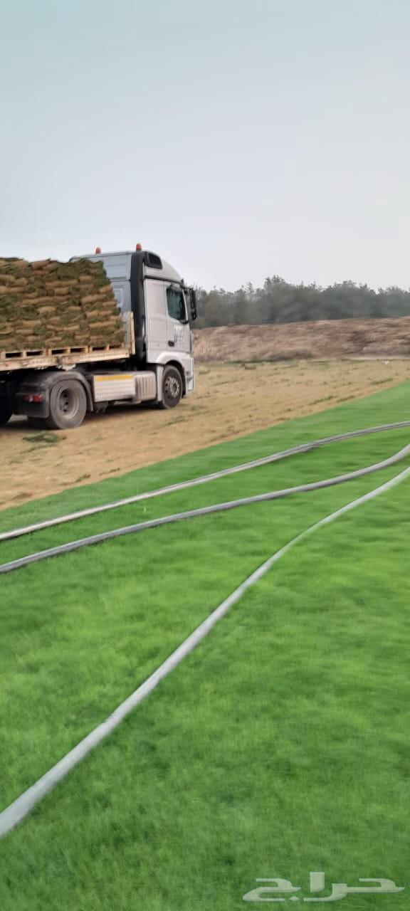 نجيله طبيعيc2000 ثيل طبيعي64554259015298113