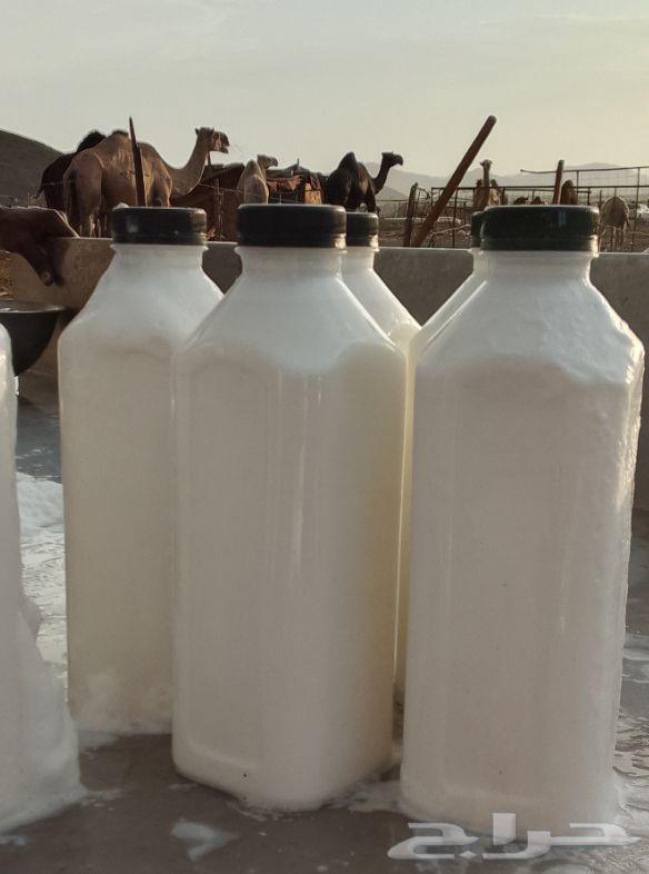 حليب نياق خلفات طبيعي وطازج64554746313347110