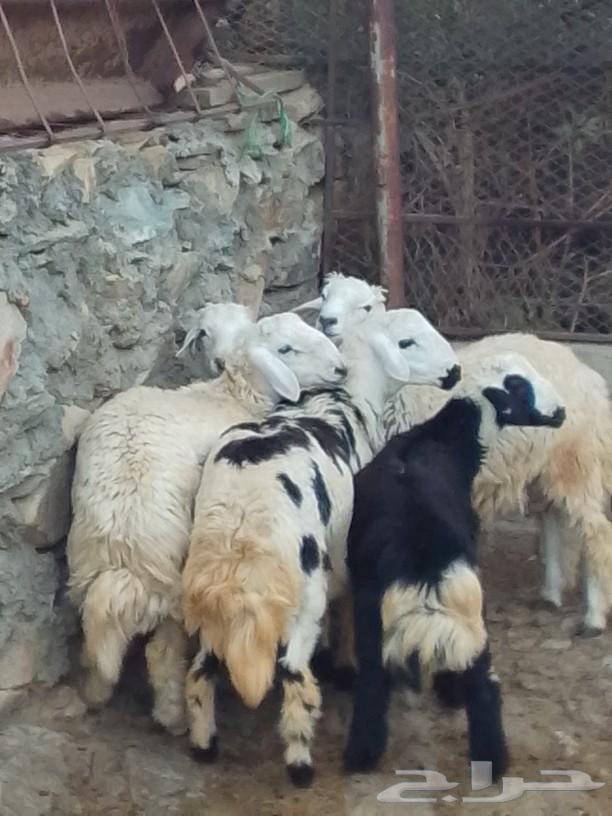 طليان حريه للبيع شحم ولحم ماشاء الله تبارك الله64559001576067110