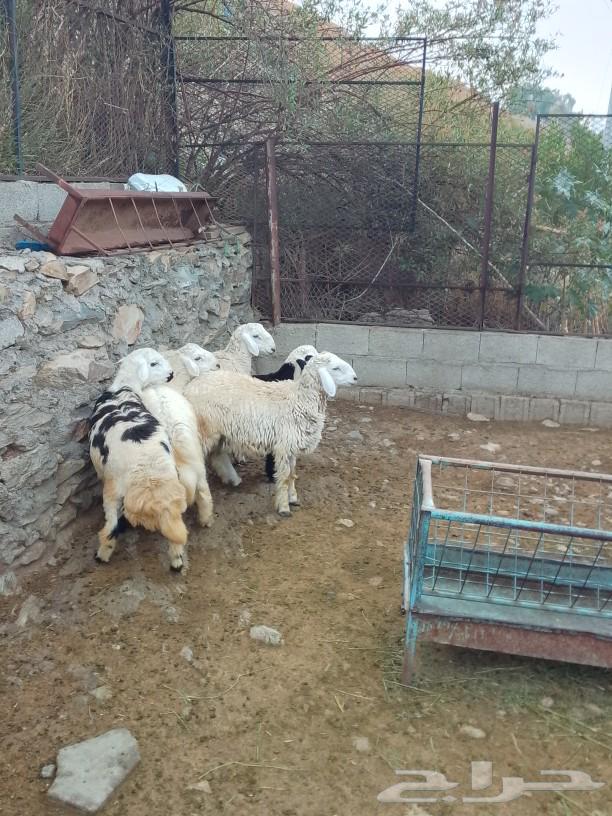 طليان حريه للبيع شحم ولحم ماشاء الله تبارك الله64559001576067111