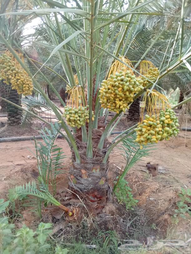 Palm trees for sale, fruit-bearing palm trees, Sukkari, Magdool, Khalas, Hilali, Gethaith, seedlings, Nigael64558349664386112