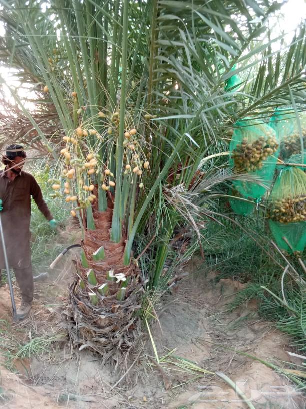 Palm trees for sale, fruit-bearing palm trees, Sukkari, Magdool, Khalas, Hilali, Gethaith, seedlings, Nigael64558349664386110
