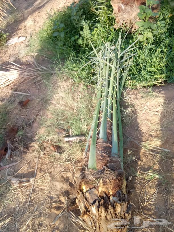 Palm trees for sale, fruit-bearing palm trees, Sukkari, Magdool, Khalas, Hilali, Gethaith, seedlings, Nigael64558349664386113
