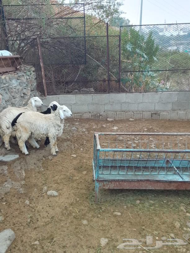 طليان حريه للبيع شحم ولحم ماشاء الله تبارك الله64559001576067112