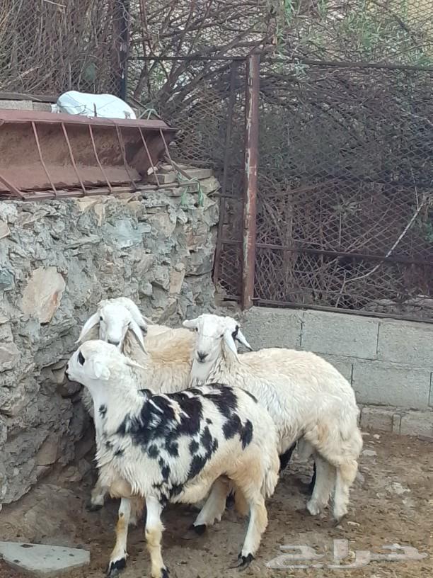 طليان حريه للبيع شحم ولحم ماشاء الله تبارك الله64559001576067113