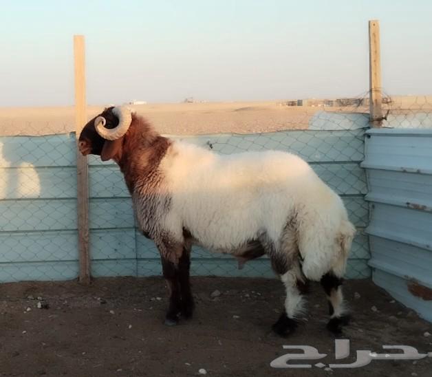 للبيع فحل نعيم ثني خصم شرط القريع64555319390082110