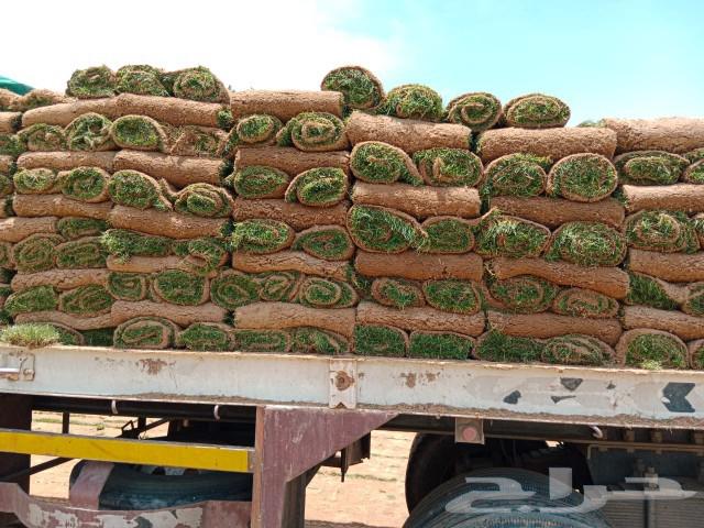 النجيلة اخضر صافي64561432623361111