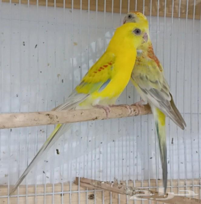 Productive Pair of Parakeets64555503416451114