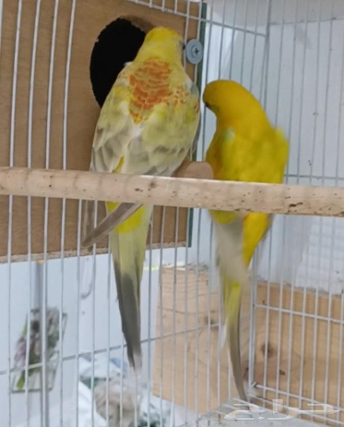 Productive Pair of Parakeets64555503416451111
