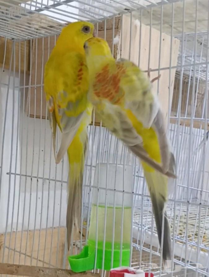 Productive Pair of Parakeets64555503416451113