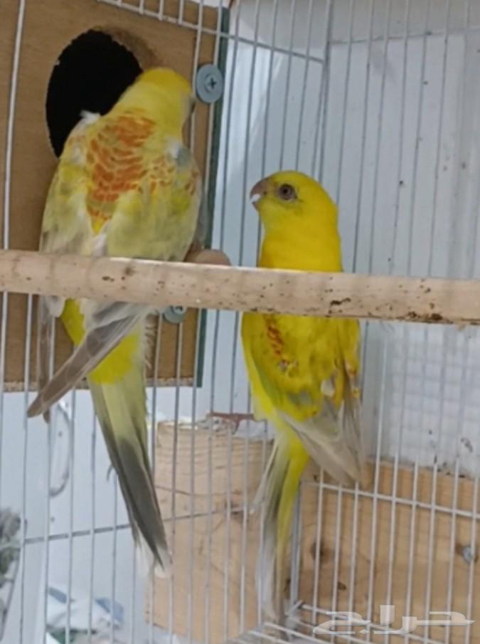 Productive Pair of Parakeets64555503416451110