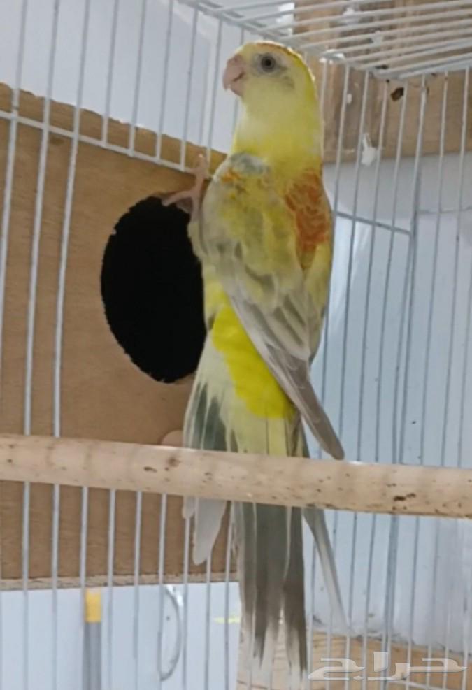 Productive Pair of Parakeets64555503416451112