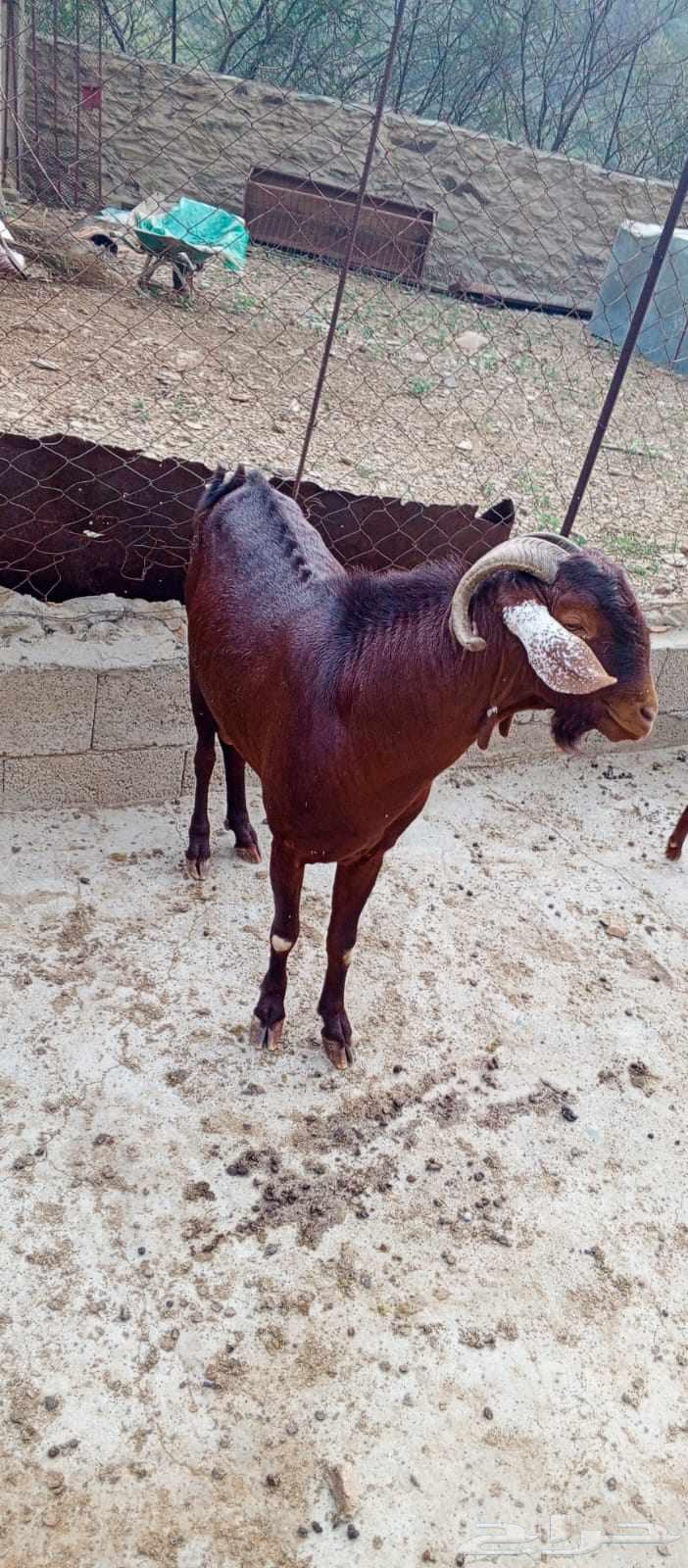 فحل للبيع السن سديس64556749314306110