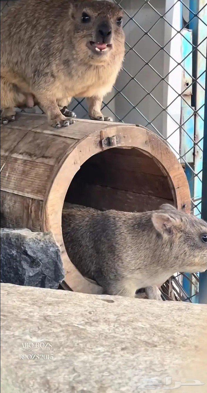 Ducks, quails, and beeswax for sale64553567364738111