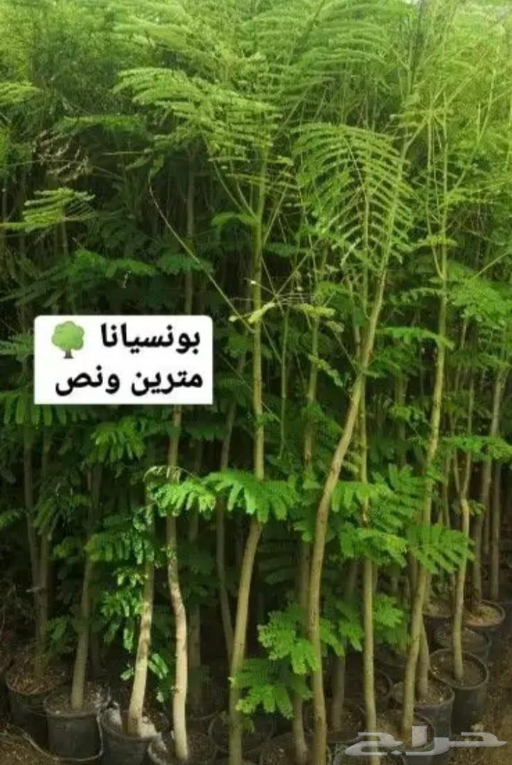 تنسيق حدائق الشرقيه64250667848961110