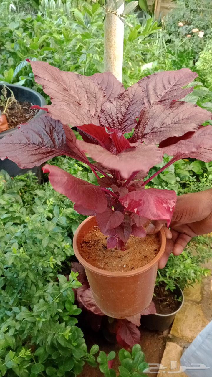 ثيل درجه اولى فرنسي وسي الفين ورود مستديمه64561699494017114