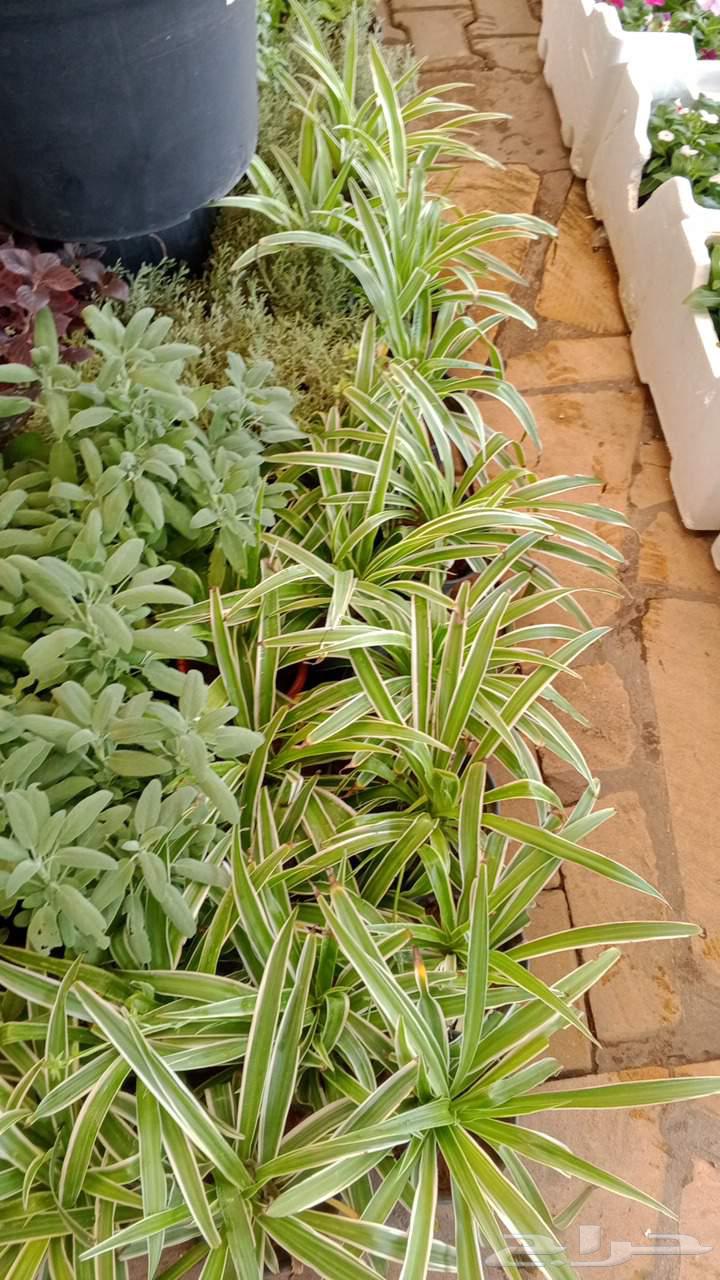 ثيل درجه اولى فرنسي وسي الفين ورود مستديمه64561699494017113