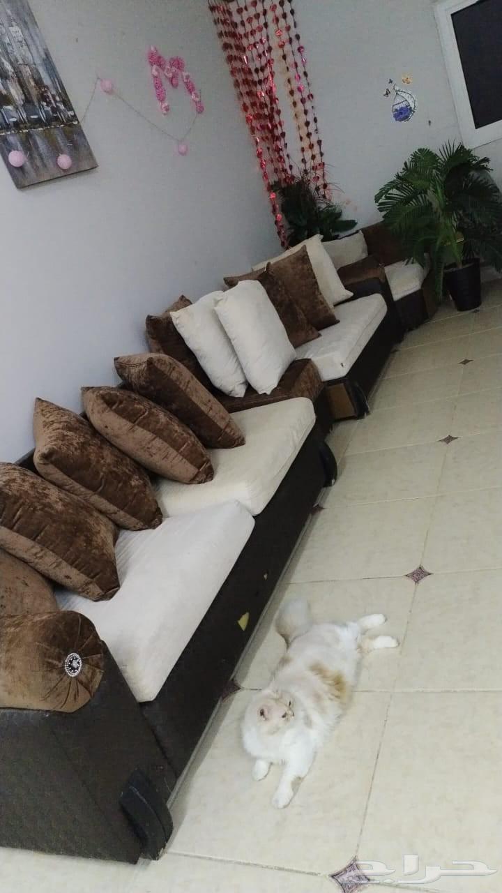 كنب مستعمل للبيع64554468830081111