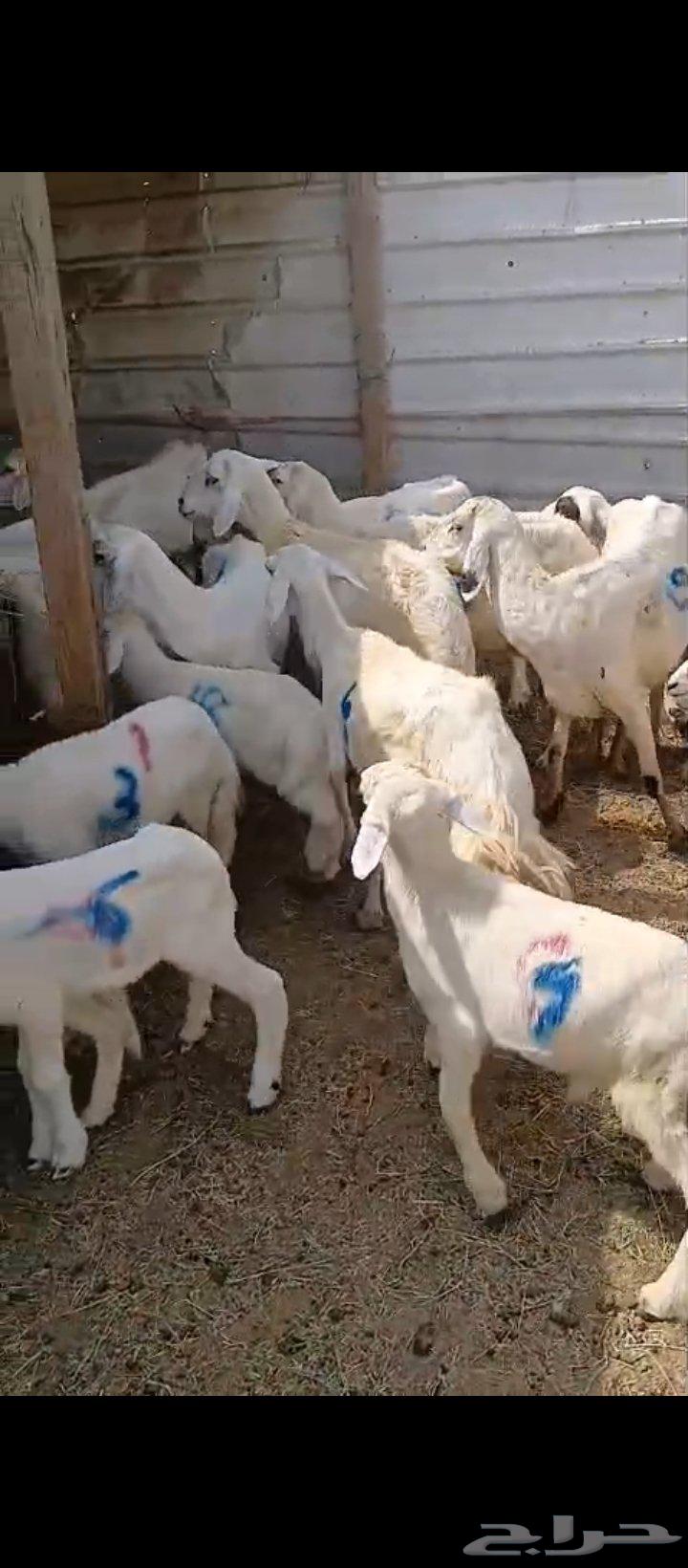 9 sheep with 9 lambs64556427312642112