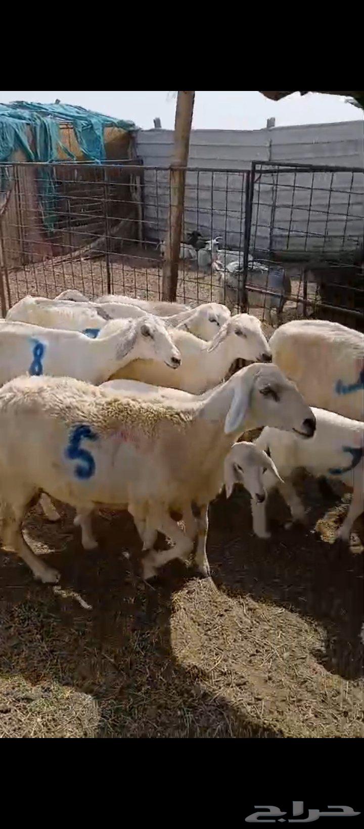 9 sheep with 9 lambs64556427312642110