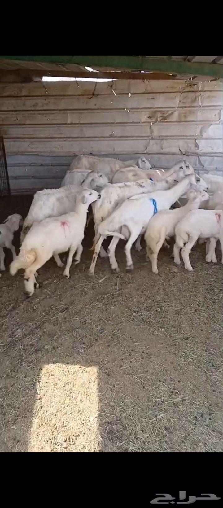 9 sheep with 9 lambs64556427312642113