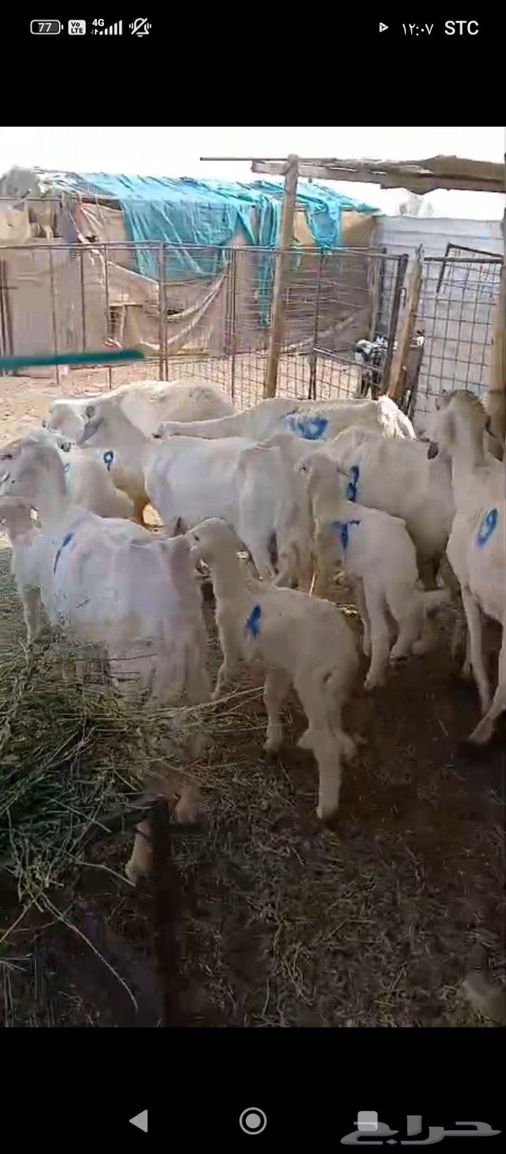 9 sheep with 9 lambs64556427312642111